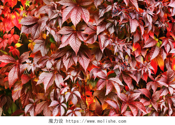红色的爬山虎叶子背景。美丽的秋天树叶。美丽的秋天.